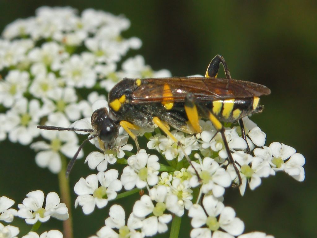 Macrophya montana (=rustica) (Tenthredinidae).